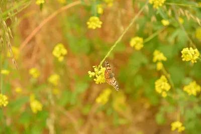 DSC_6492 (Large).JPG